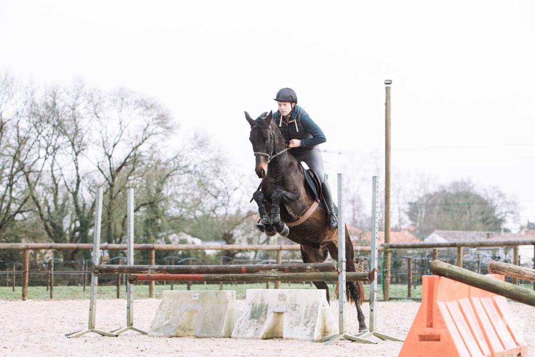 Ruin Bekend ras Te koop 2021 Bruin / Bai ,  SANDREO