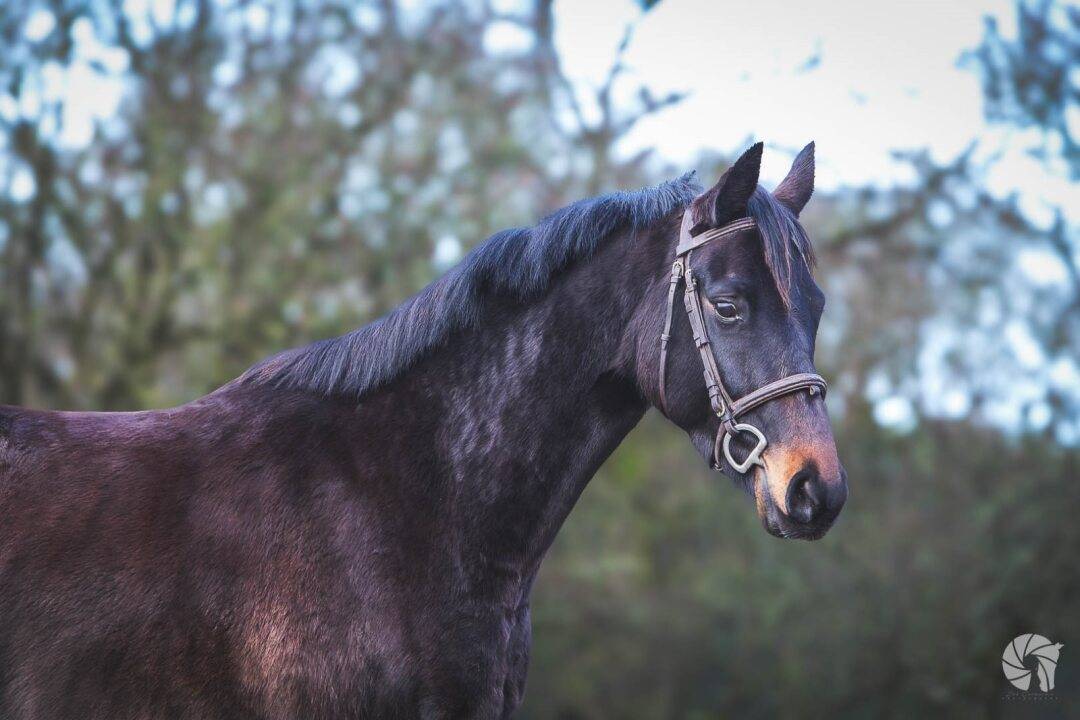 Ruin Bekend ras Te koop 2021 Bruin / Bai ,  SANDREO