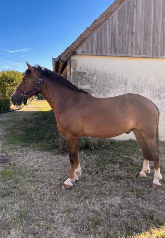 Ruin Welsh Pony (Section D), Welsh Cob  Te koop 2018 Vos