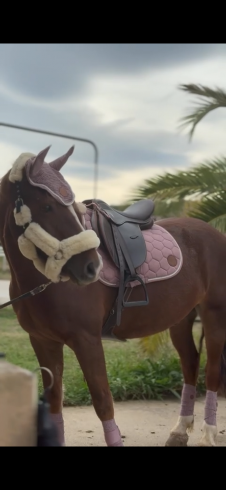 Ruin Welsh Pony (Section D), Welsh Cob  Te koop 2018 Vos