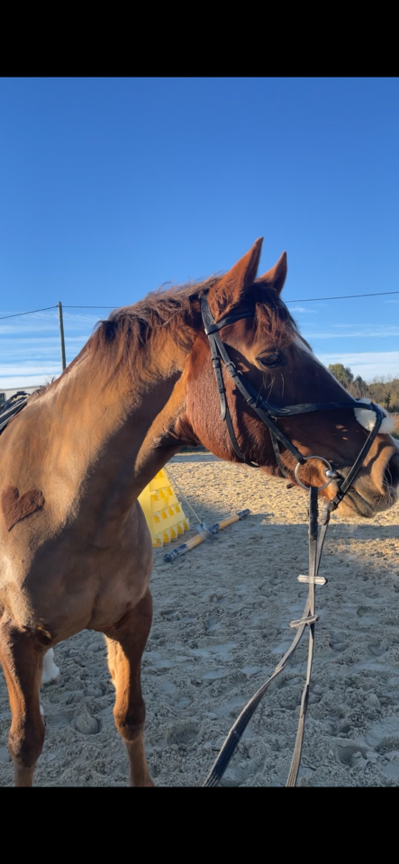 Ruin Welsh Pony (Section D), Welsh Cob  Te koop 2018 Vos