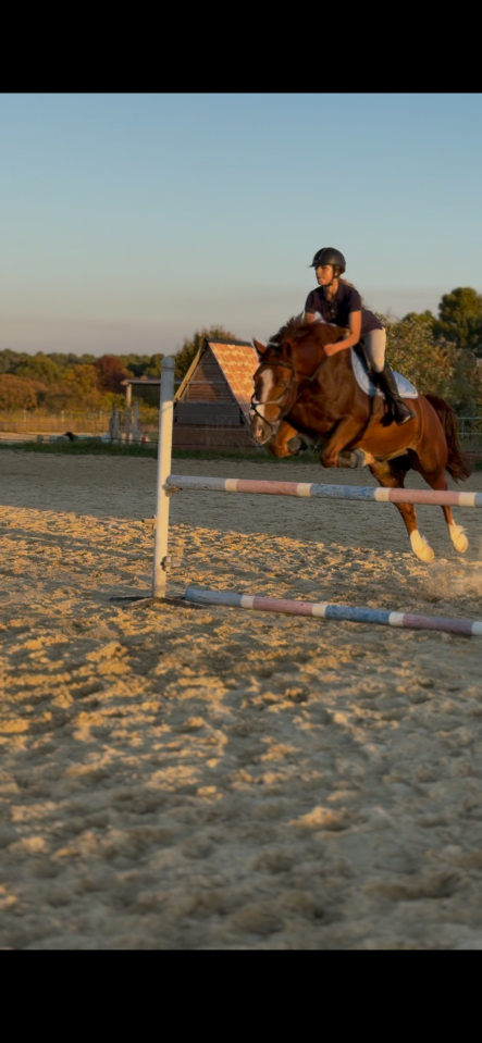 Ruin Welsh Pony (Section D), Welsh Cob  Te koop 2018 Vos