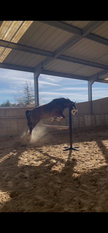 Ruin Welsh Pony (Section D), Welsh Cob  Te koop 2018 Vos