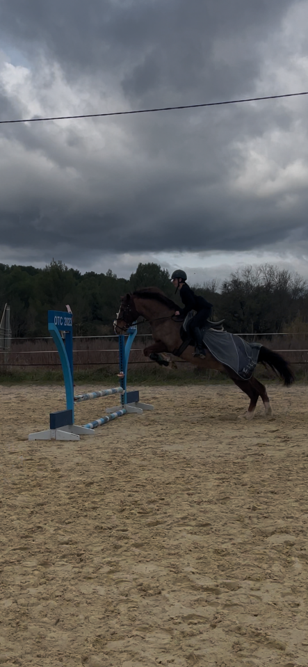 Ruin Welsh Pony (Section D), Welsh Cob  Te koop 2018 Vos