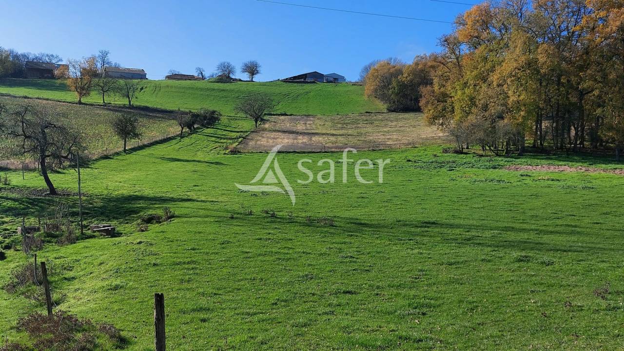 Schapen exploitatie Koop Dordogne