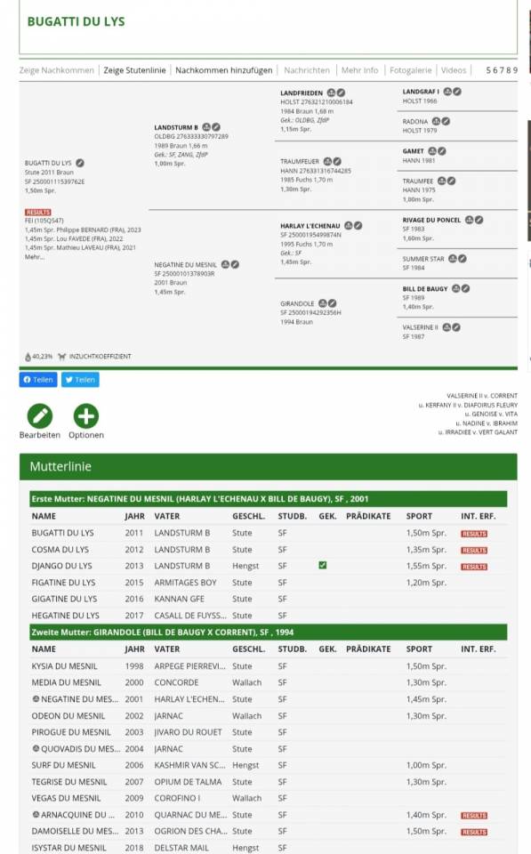 Draagmerrie Selle Fran&ccedil;ais Te koop 2011 Donker bruin / bai ,  LaNDSTURMB