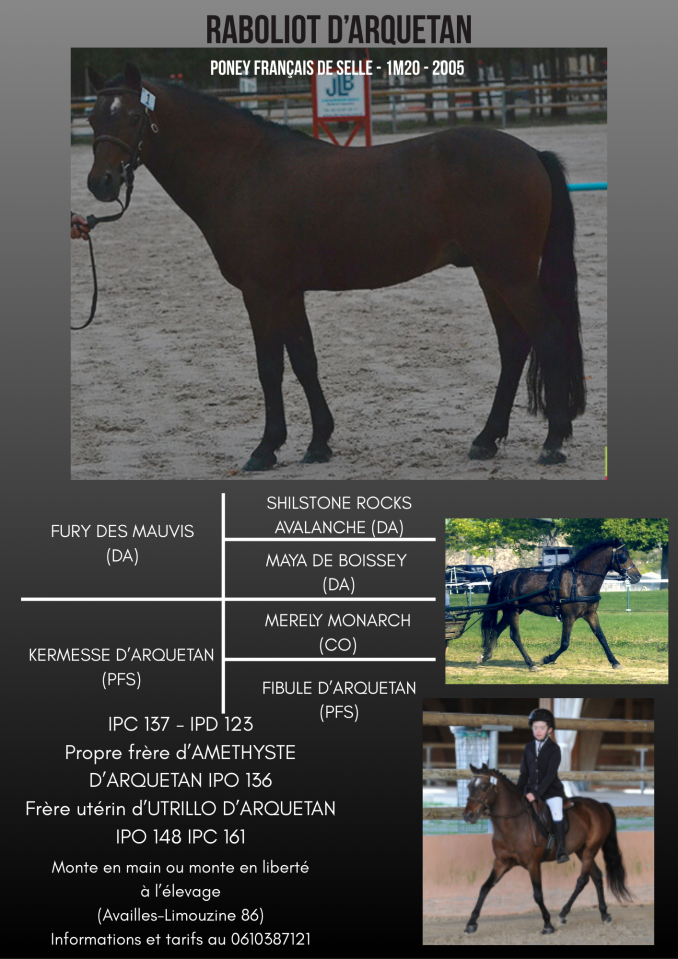 Raboliot d'Arquetan - Franse rijpony PFS 2005 ,  FURY DES MAUVIS