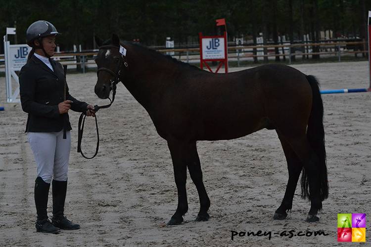 Raboliot d'Arquetan - Franse rijpony PFS 2005 ,  FURY DES MAUVIS