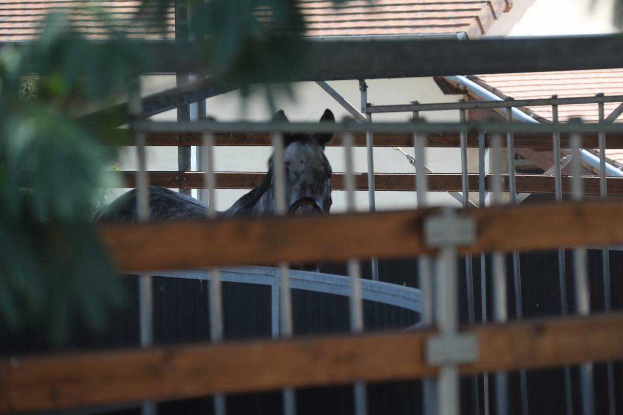 Stoeterij Koop Sa&ocirc;ne-et-Loire