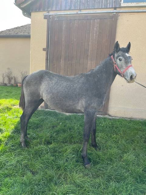 Veulen (ml) Connemara Te koop 2024 Schimmel ,  GALION DE MINUIT