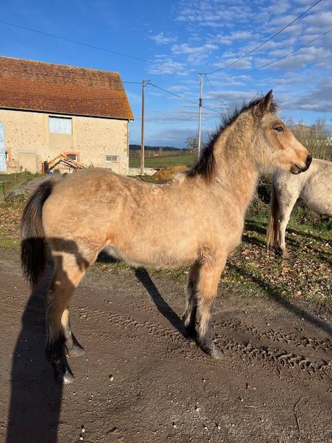 Ruin Connemara Te koop 2025 Isabel ,  FORTUNA DE L'OUBLAN