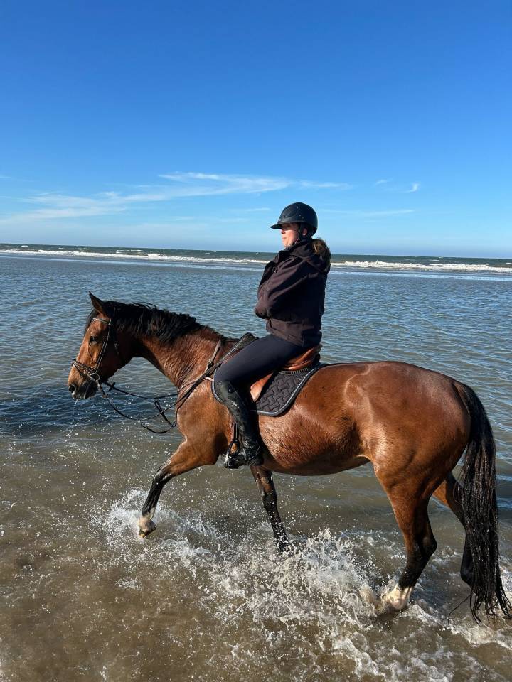 Merrie Selle Fran&ccedil;ais Te koop 2014 Donker bruin / bai ,  CON AIR