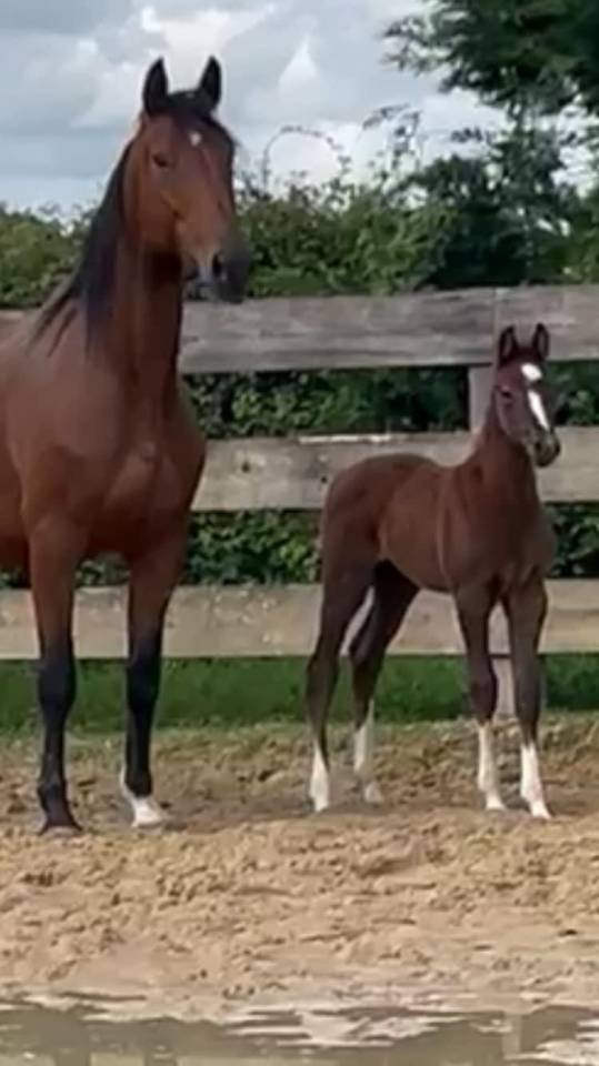 Merrie Selle Fran&ccedil;ais Te koop 2014 Donker bruin / bai ,  CON AIR