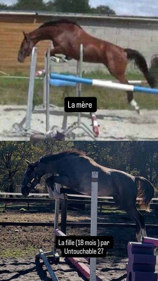 Merrie Selle Fran&ccedil;ais Te koop 2014 Donker bruin / bai ,  CON AIR