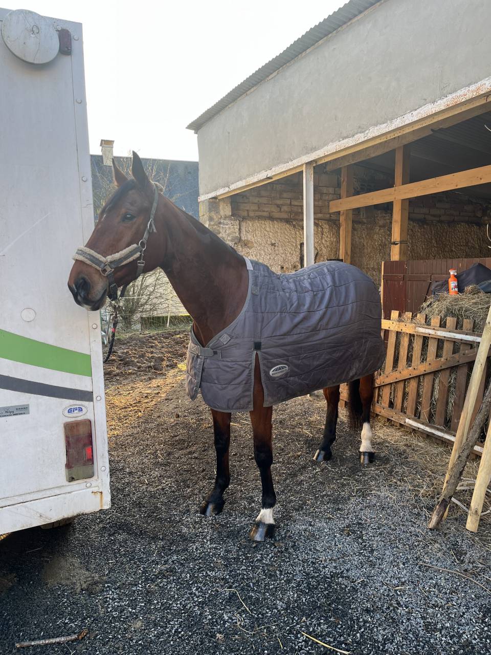 Merrie Selle Fran&ccedil;ais Te koop 2014 Donker bruin / bai ,  CON AIR