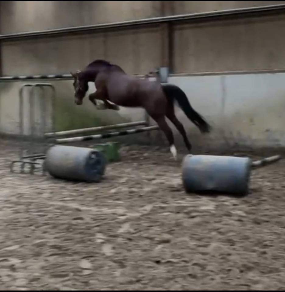 Merrie Selle Fran&ccedil;ais Te koop 2014 Donker bruin / bai ,  CON AIR