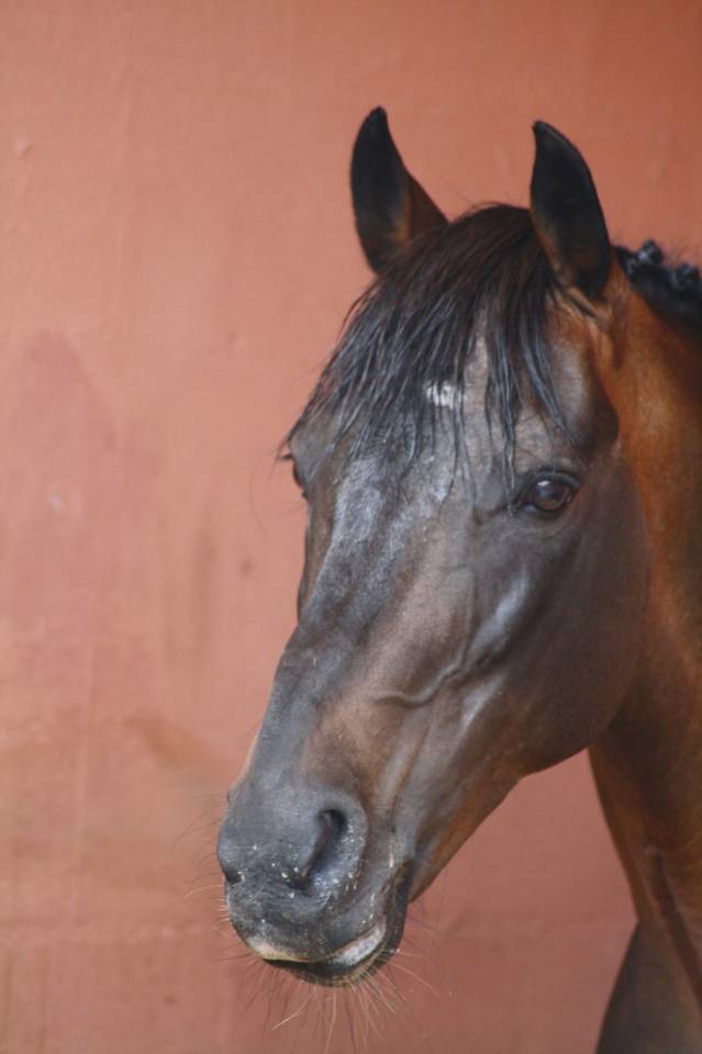 Gedeon des Mauvis - New Forest 1994 ,  MAYTREE SULTAN (GBR)