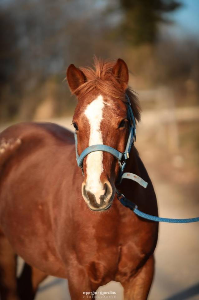 Ruin Paint Horse Te koop 2018 Vos