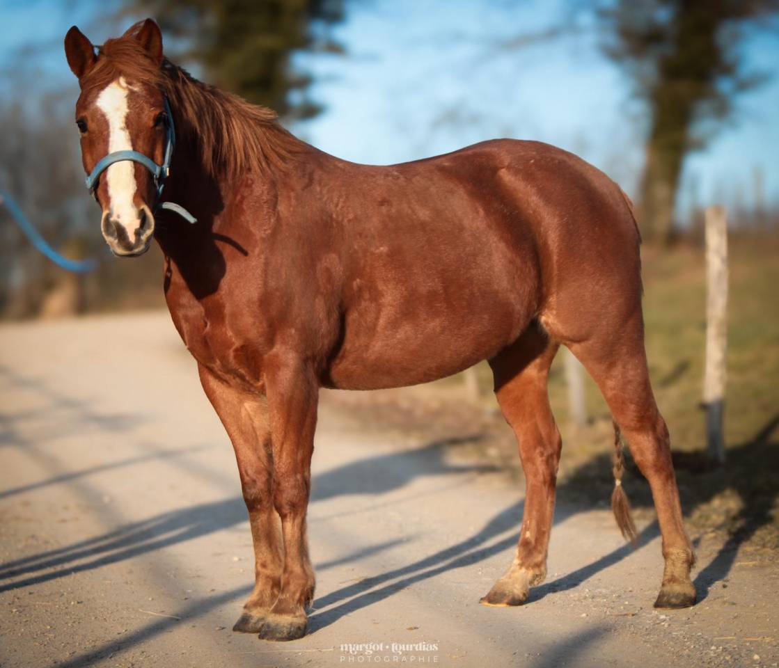 Ruin Paint Horse Te koop 2018 Vos