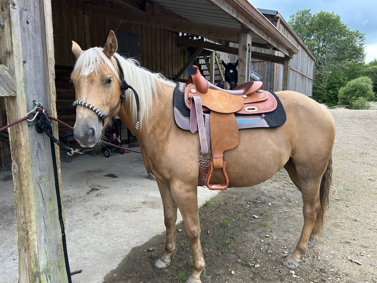 Ruin Quarter Horse Te koop 2020 Palomino