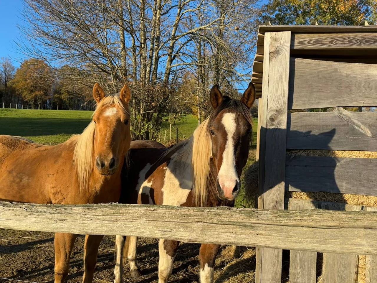 Ruin Quarter Horse Te koop 2020 Palomino