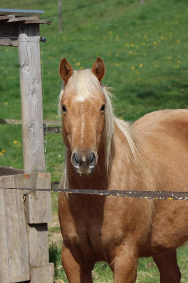 Ruin Quarter Horse Te koop 2020 Palomino