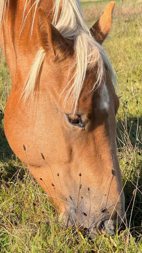Ruin Quarter Horse Te koop 2020 Palomino