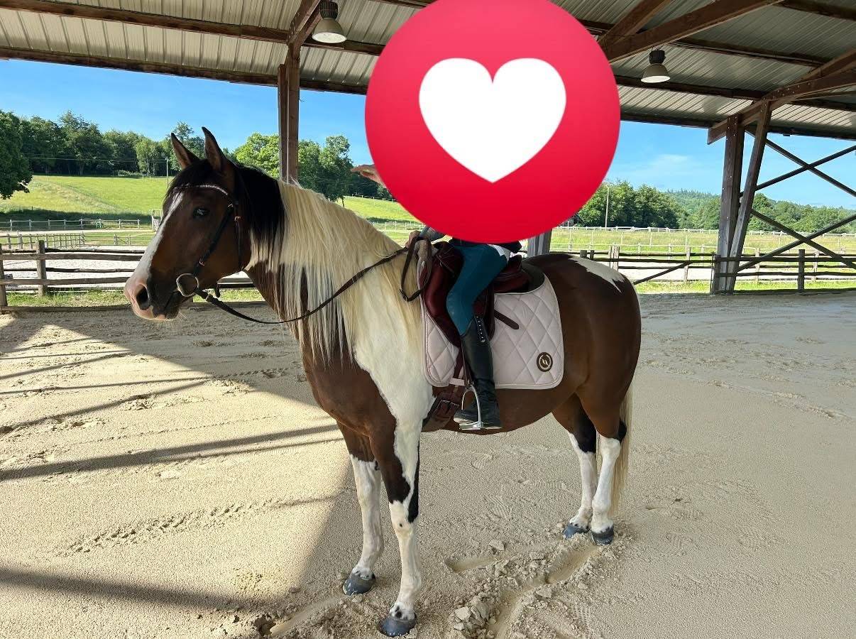 Ruin Quarter Horse Te koop 2020 Palomino