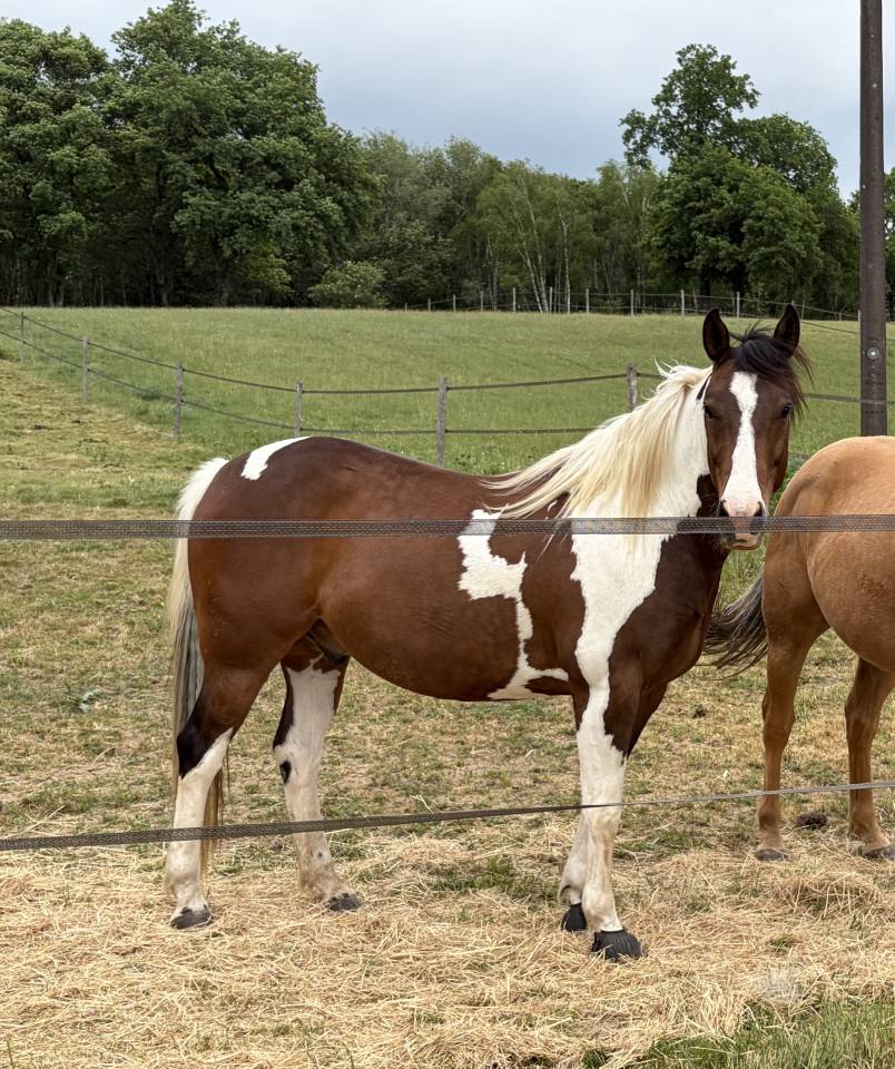 Ruin Paint Horse Te koop 2020 Bontzwart
