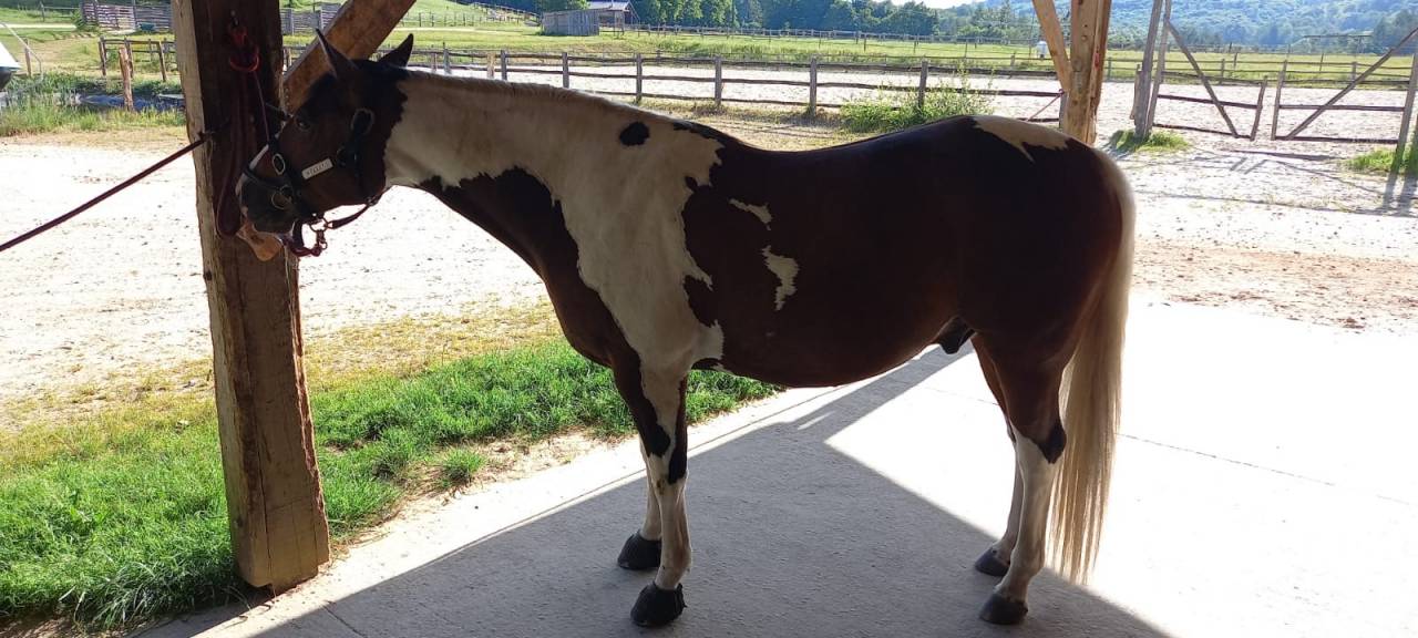 Ruin Paint Horse Te koop 2020 Bontzwart