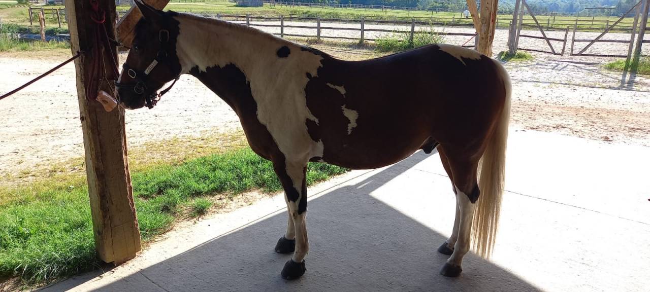 Ruin Paint Horse Te koop 2020 Bontzwart