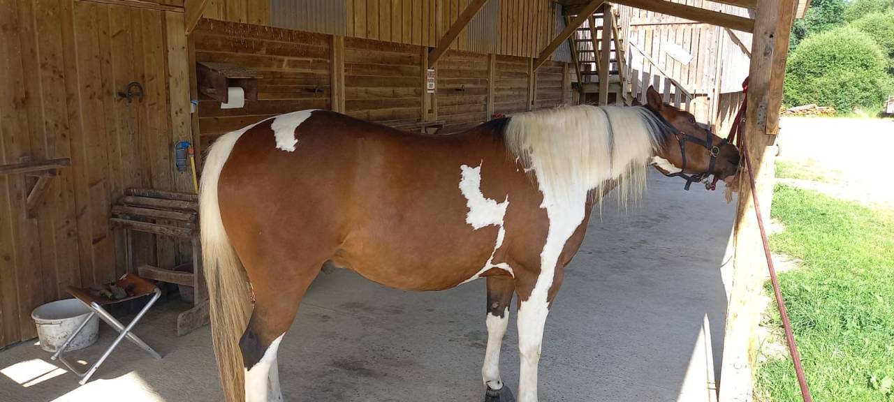 Ruin Paint Horse Te koop 2020 Bontzwart