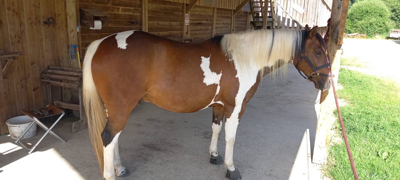 Ruin Paint Horse Te koop 2020 Bontzwart