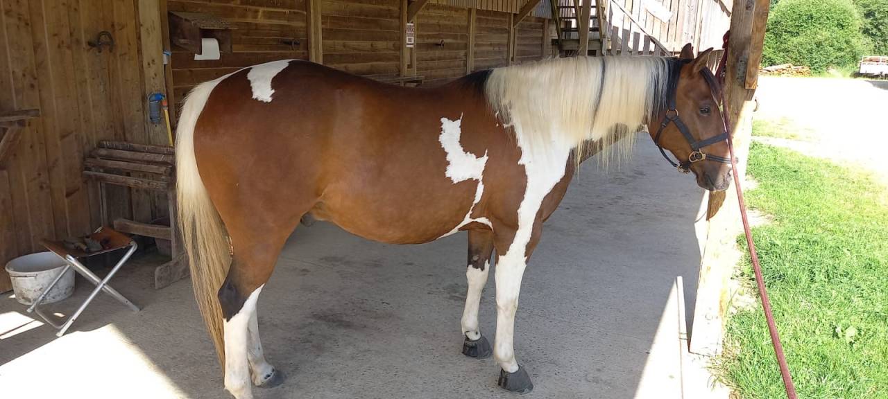 Ruin Paint Horse Te koop 2020 Bontzwart