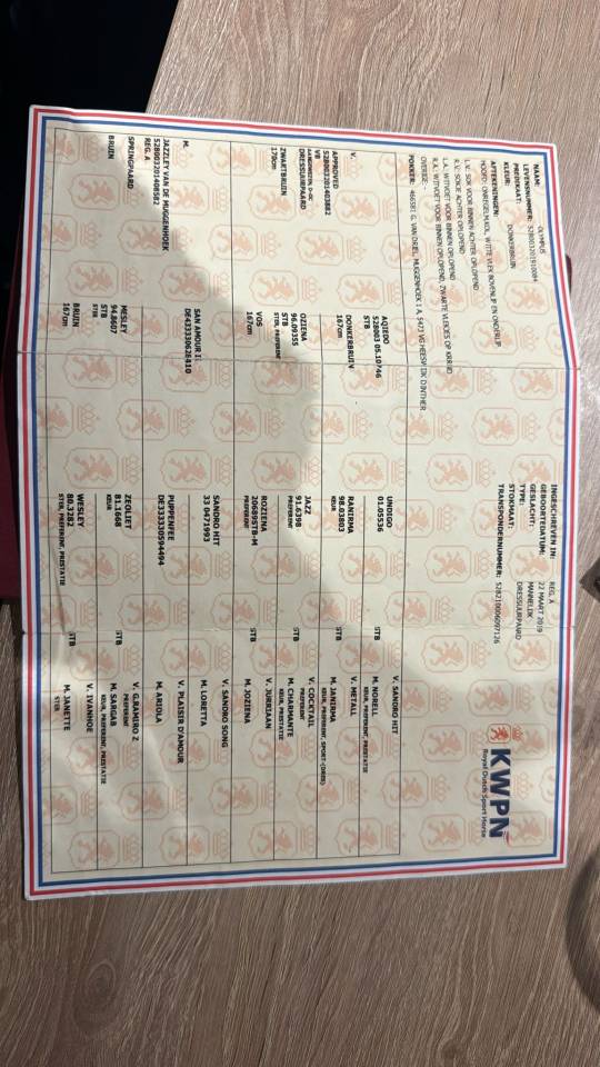 Ruin KWPN Nederlands sportpaard Te koop 2019 Bruin / Bai ,  Approved