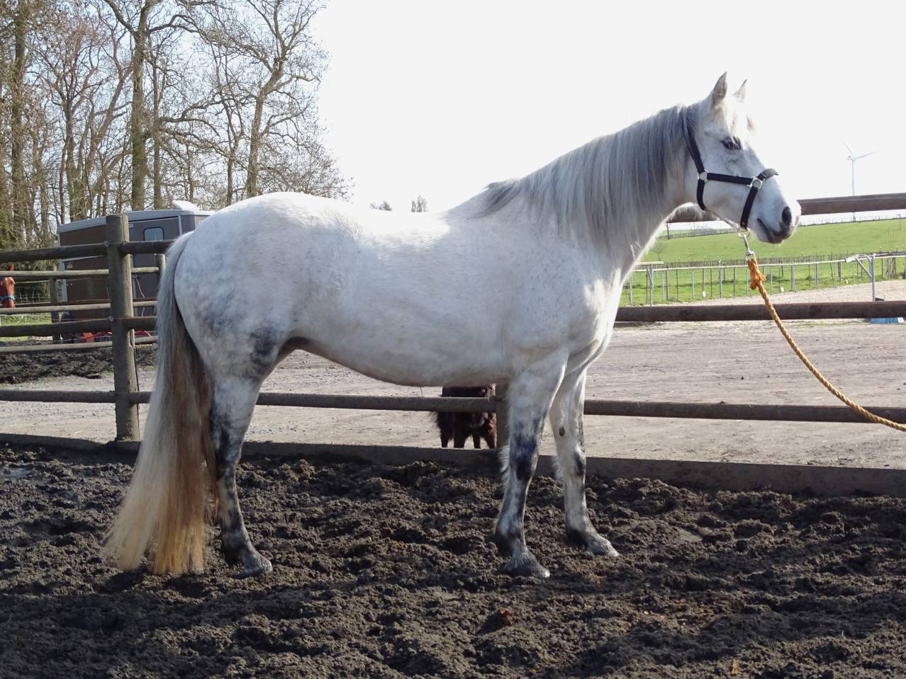 Draagmerrie Connemara Te koop 1994 Schimmel ,  Everlough Oisin 