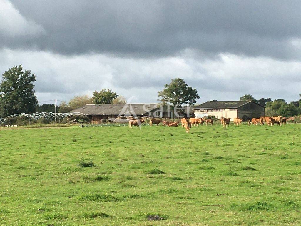 Schapen exploitatie Koop Haute-Vienne