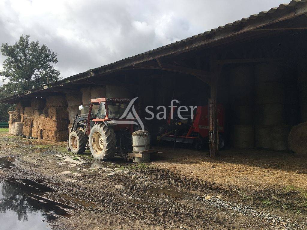 Schapen exploitatie Koop Haute-Vienne
