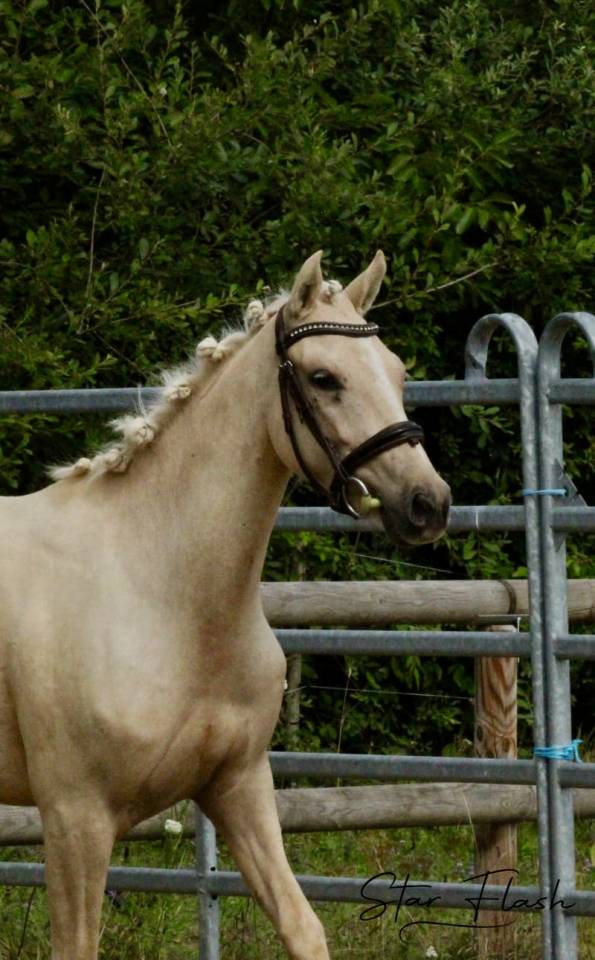 Merrie Franse rijpony PFS Te koop 2023 Palomino ,  Dumbledor