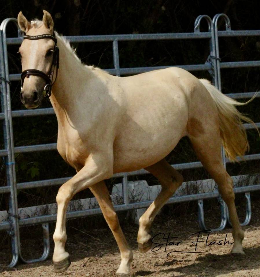 Merrie Franse rijpony PFS Te koop 2023 Palomino ,  Dumbledor