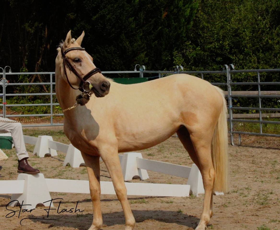 Merrie Franse rijpony PFS Te koop 2023 Palomino ,  Dumbledor
