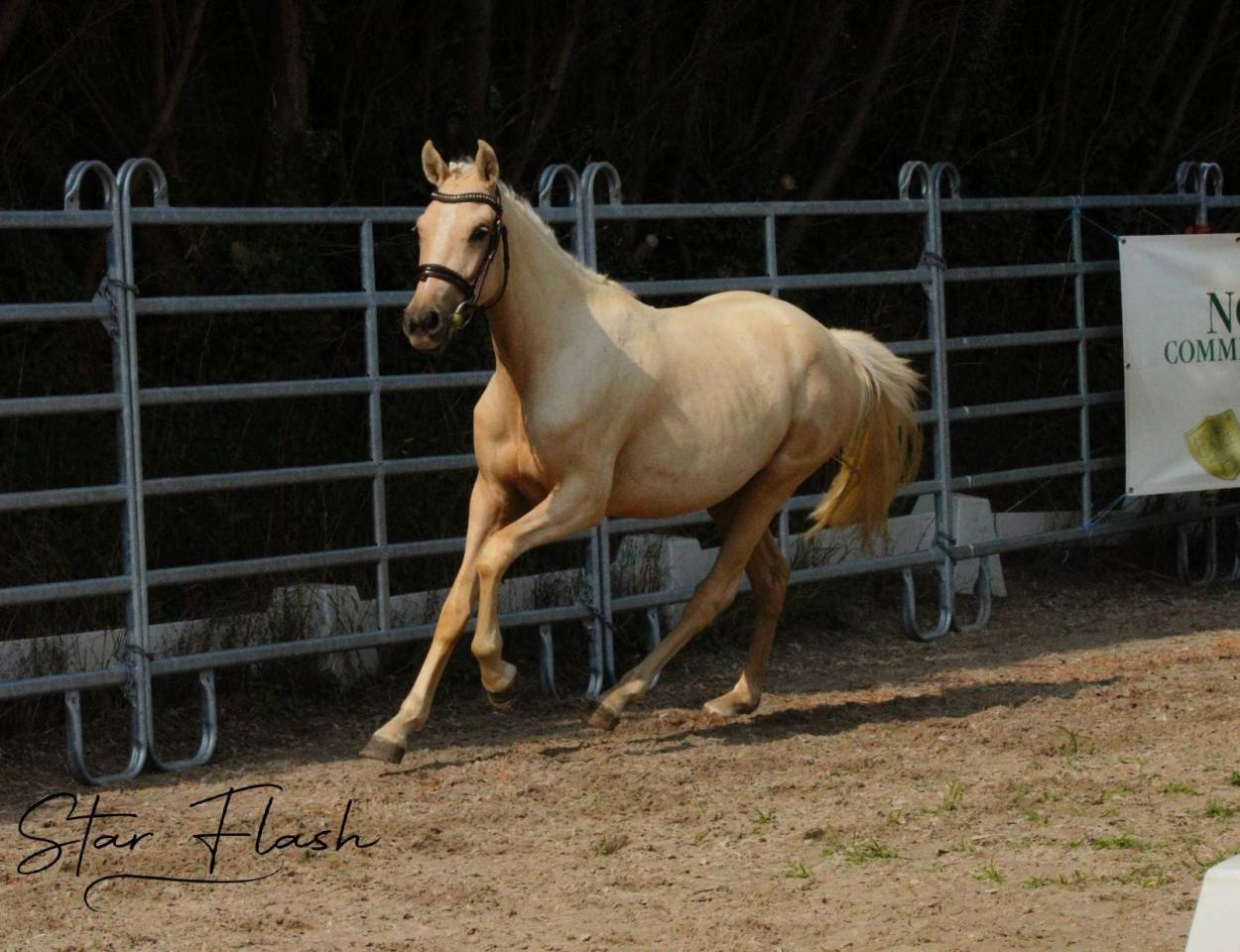 Merrie Franse rijpony PFS Te koop 2023 Palomino ,  Dumbledor