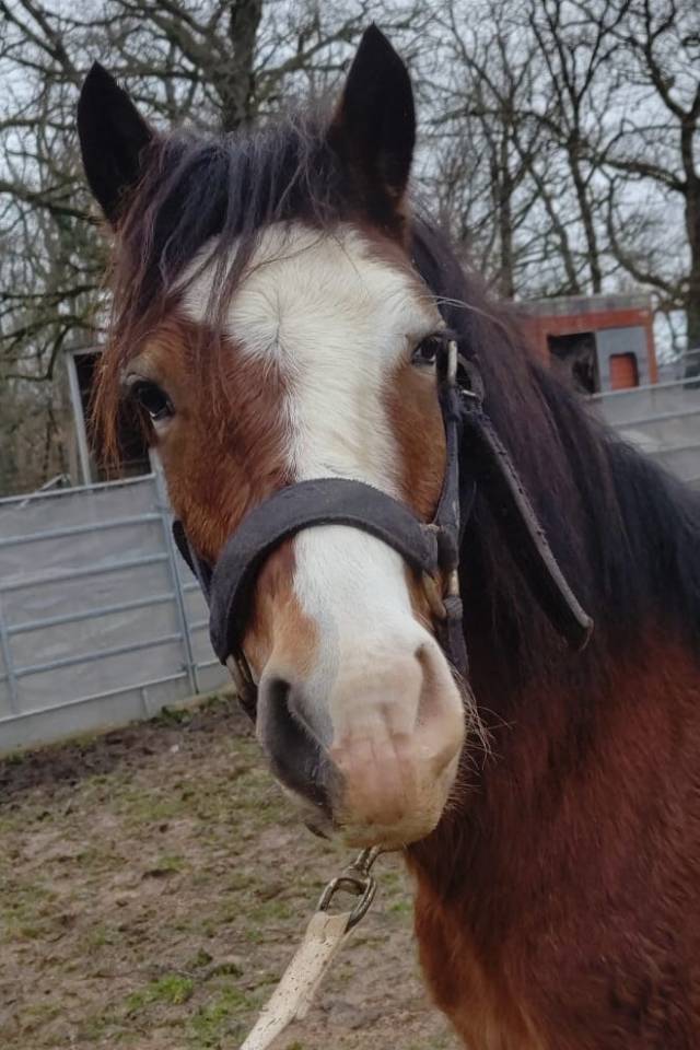 Ruin Bekend ras Te koop 2022 Donker bruin / bai ,  FURY D'ARQUETAN