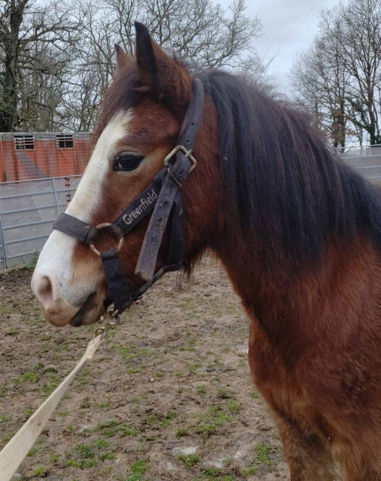 Ruin Bekend ras Te koop 2022 Donker bruin / bai ,  FURY D'ARQUETAN