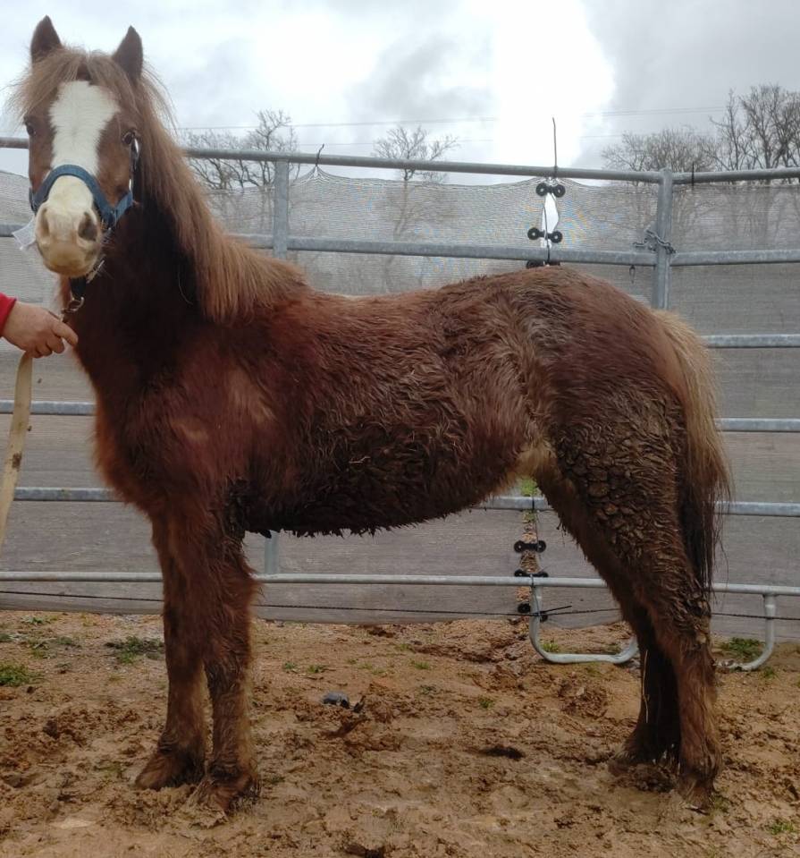 Merrie Franse rijpony PFS Te koop 2022 Vos roan ,  RABOLIOT D'ARQUETAN
