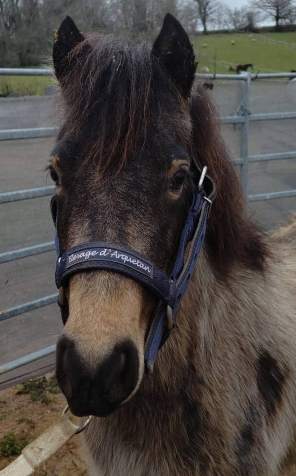 Merrie Franse rijpony PFS Te koop 2022 Isabel ,  RABOLIOT D'ARQUETAN