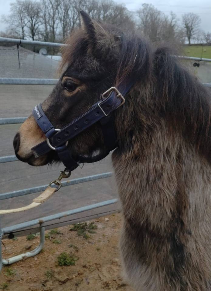 Merrie Franse rijpony PFS Te koop 2022 Isabel ,  RABOLIOT D'ARQUETAN