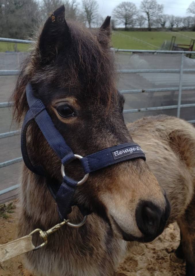 Merrie Franse rijpony PFS Te koop 2022 Isabel ,  RABOLIOT D'ARQUETAN