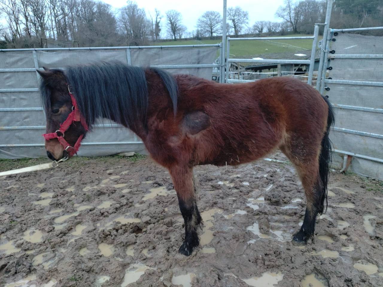 Ruin Franse rijpony PFS Te koop 2022 Donker bruin / bai ,  RABOLIOT D'ARQUETAN