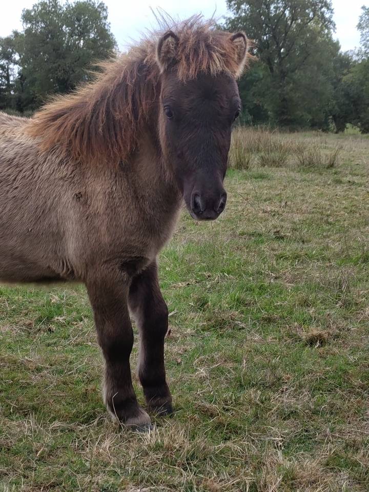 Veulen (ml) Bekend ras Te koop 2025 Muisgrijs ,  SLOUP STARQUETAN